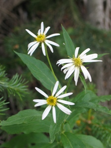 Symphyotrichum spp.